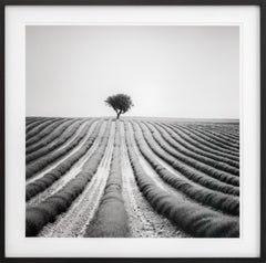 Lonely Tree in Lavender, France, black and white fine art photography, framed