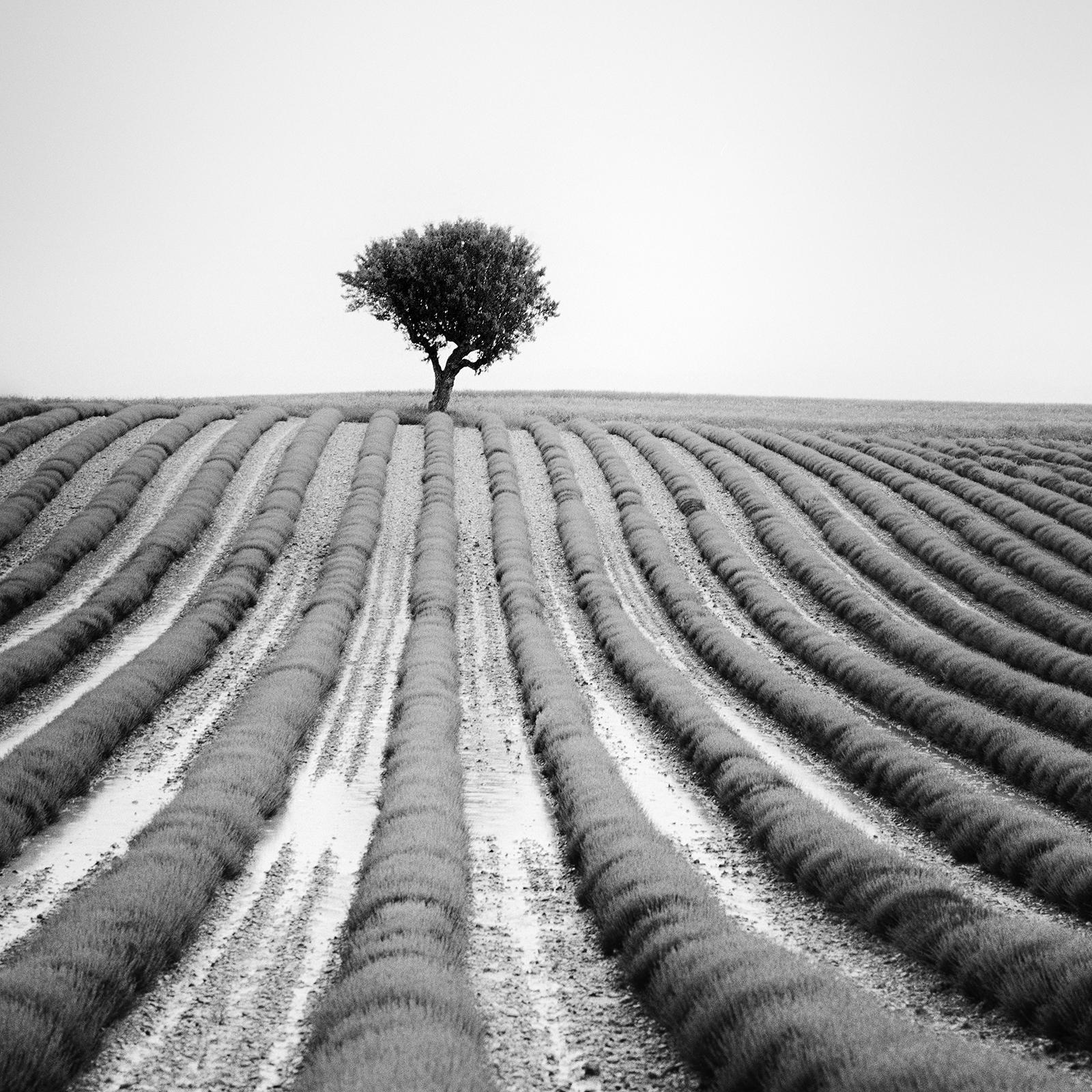 Lonely Tree in Lavender, Provence, France, black and white landscape photography For Sale 3
