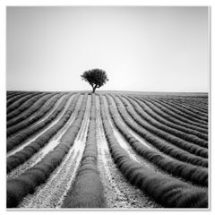Lonely Tree in Lavender, Provence, France, Limited Edition Black-and-White Photo