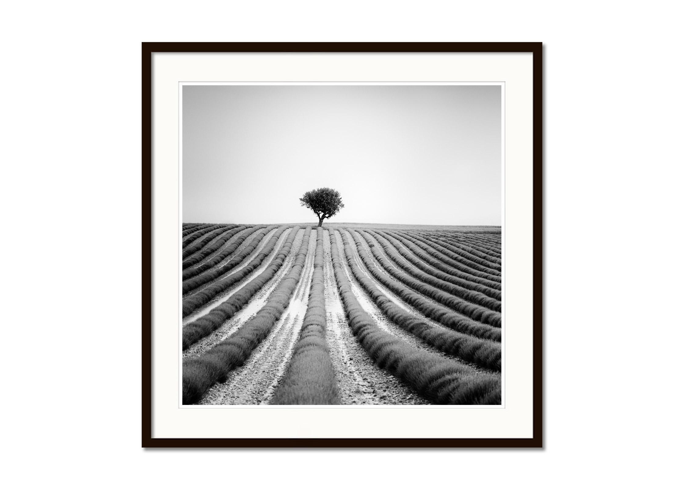 Gerald Berghammer Lonely Tree in Lavender Provence France black and white landscape