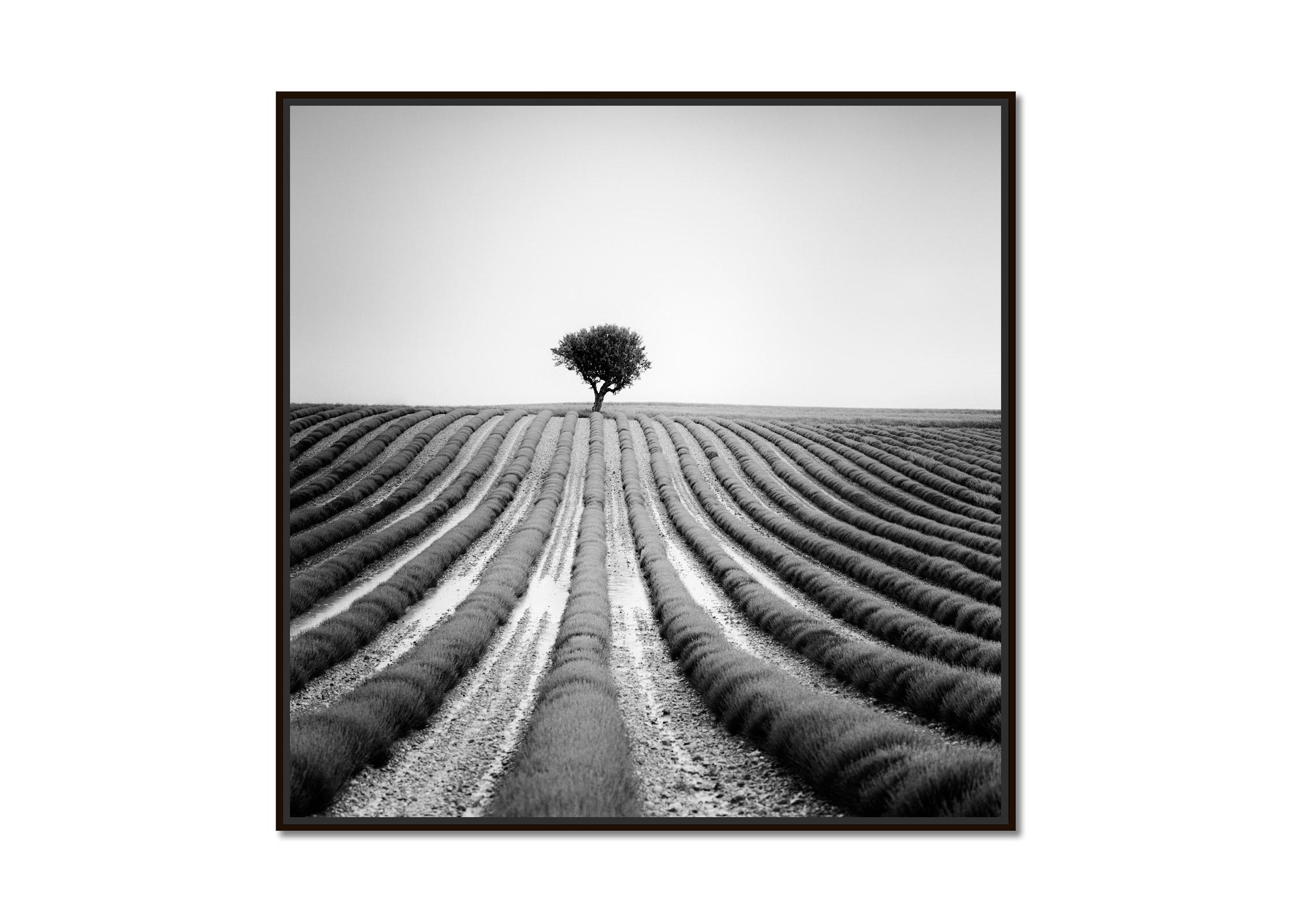 Lonely Tree in Lavender, Provence, France, black and white landscape photography - Photograph by Gerald Berghammer