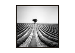 Lonely Tree in Lavender, Provence, France, black and white landscape photography