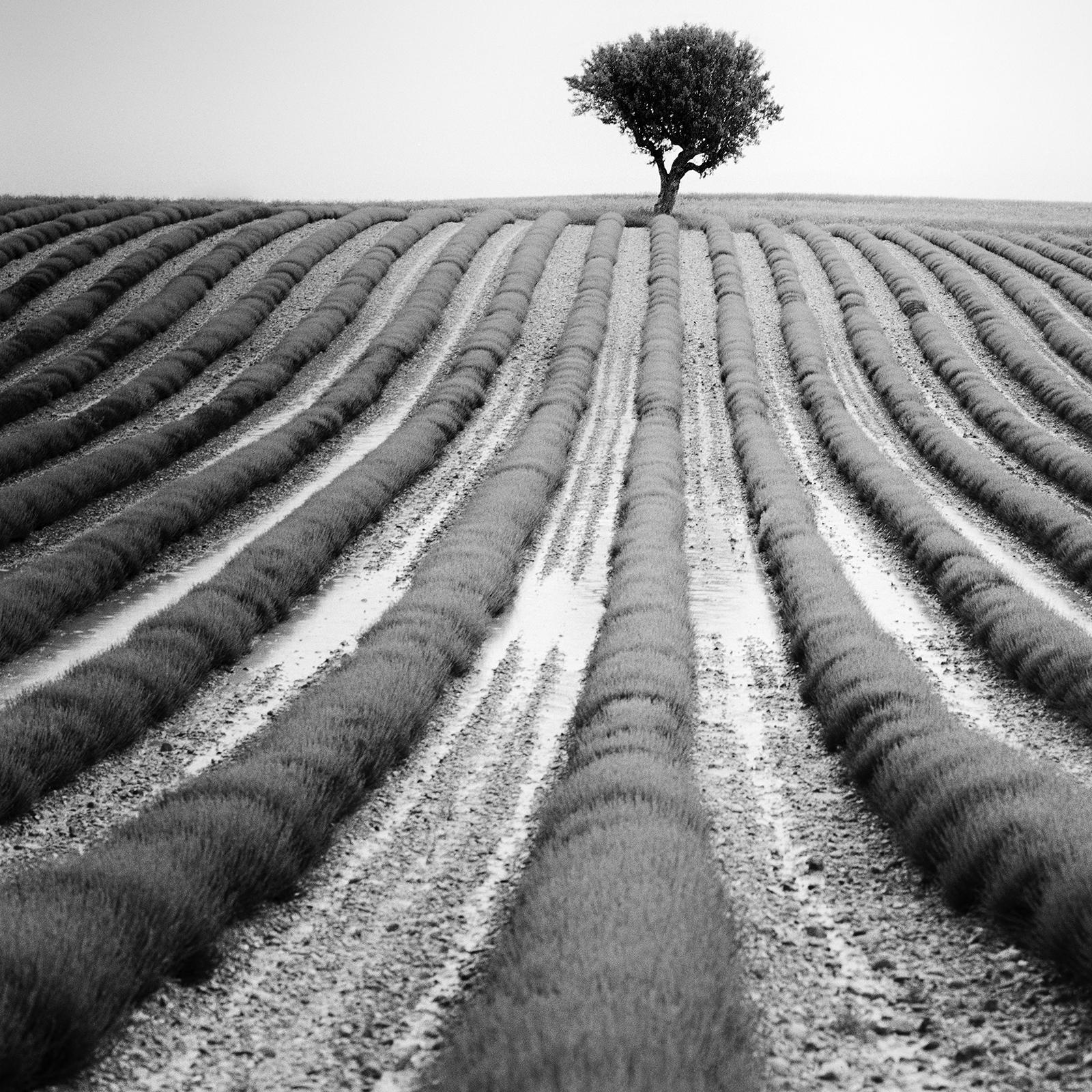 Lonely Tree in Lavender, Provence, France, black and white landscape photography For Sale 4