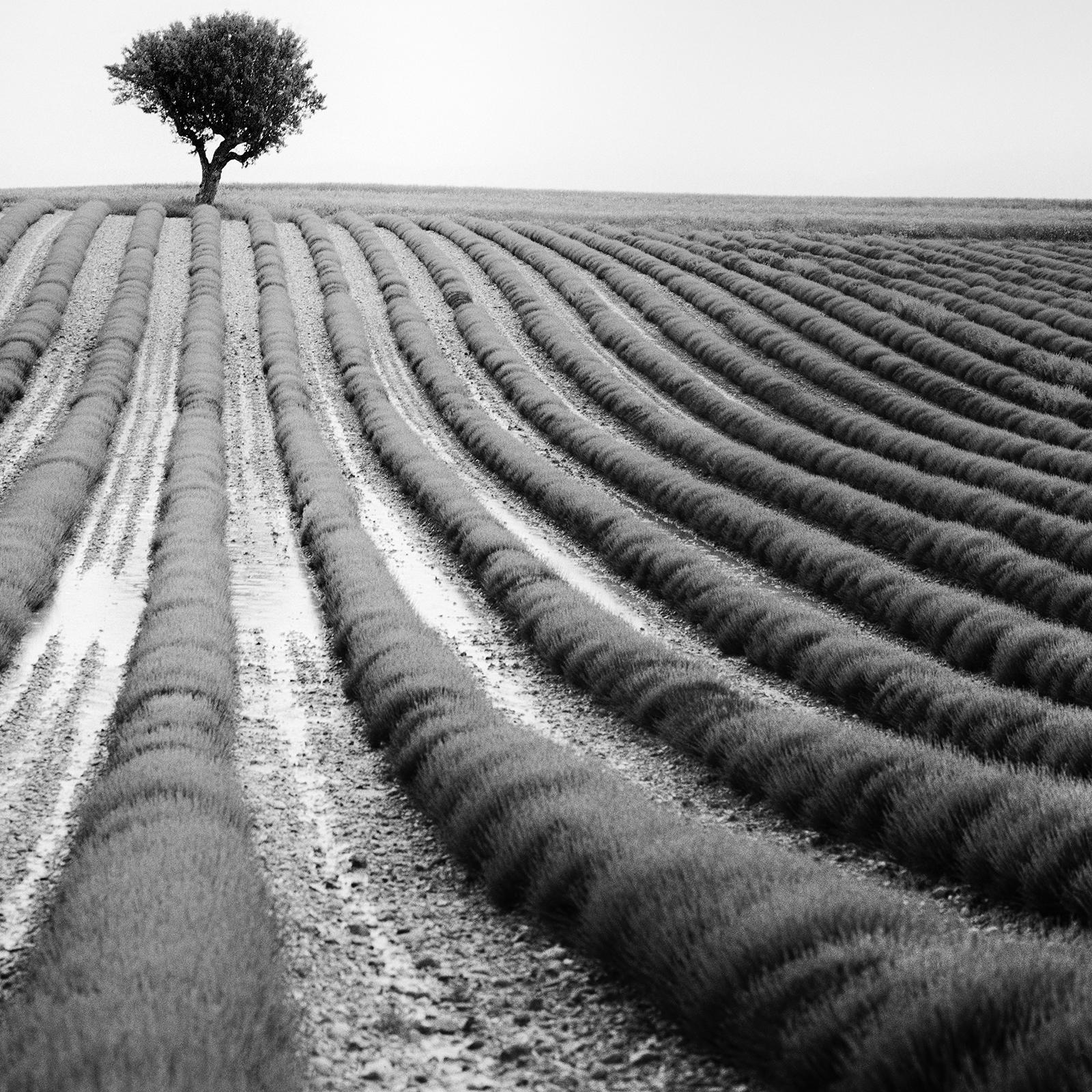 Lonely Tree in Lavender, Provence, France, black and white landscape photography For Sale 5