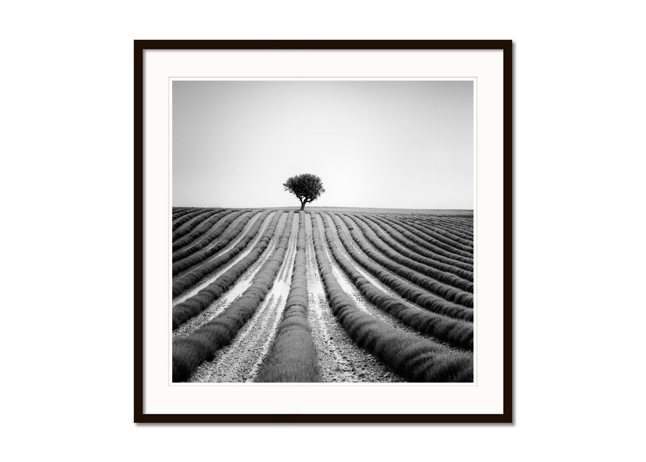 Lonely Tree in Lavender, Provence, France, black and white landscape photography - Gray Landscape Photograph by Gerald Berghammer