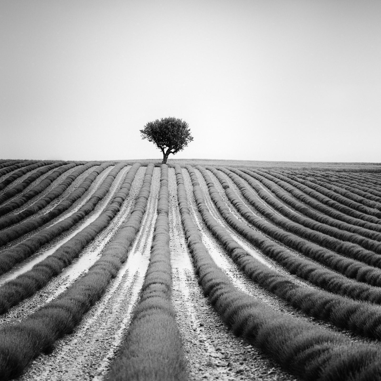 Lonely Tree in Lavender, Provence, France, black and white landscape photography