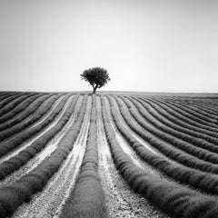 Arbre solitaire dans la lavande, Provence, France, photographie de paysage en noir et blanc
