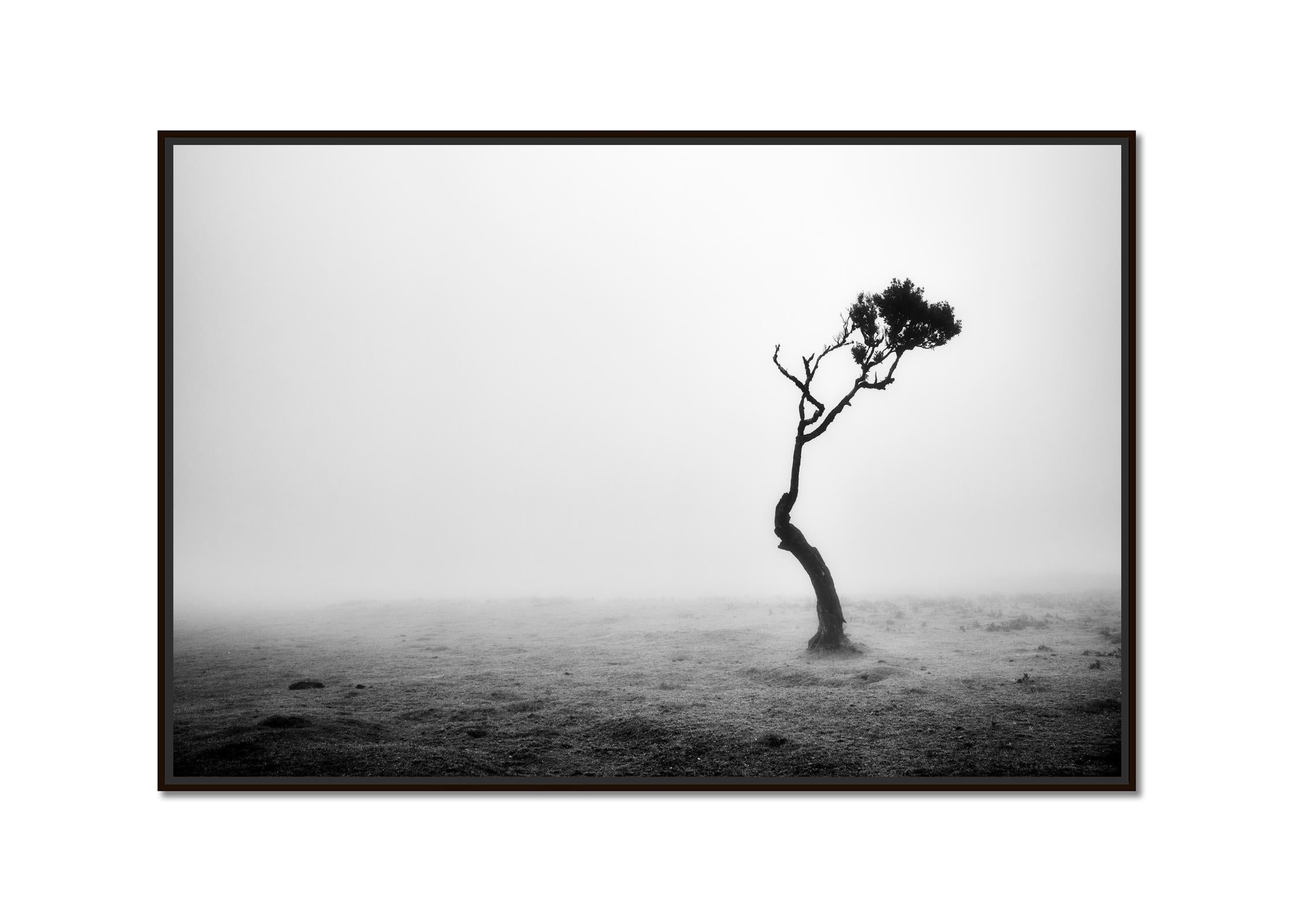Lonely tree in the Fog, Madeira, Portugal, black and white photography landscape - Photograph by Gerald Berghammer