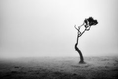 Lonely tree in the fog, Madeira, Portugal, Black and white photography landscape