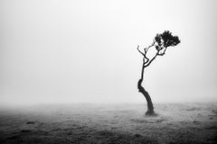 Lonely tree in the Fog, Madeira, Portugal, black and white photography landscape