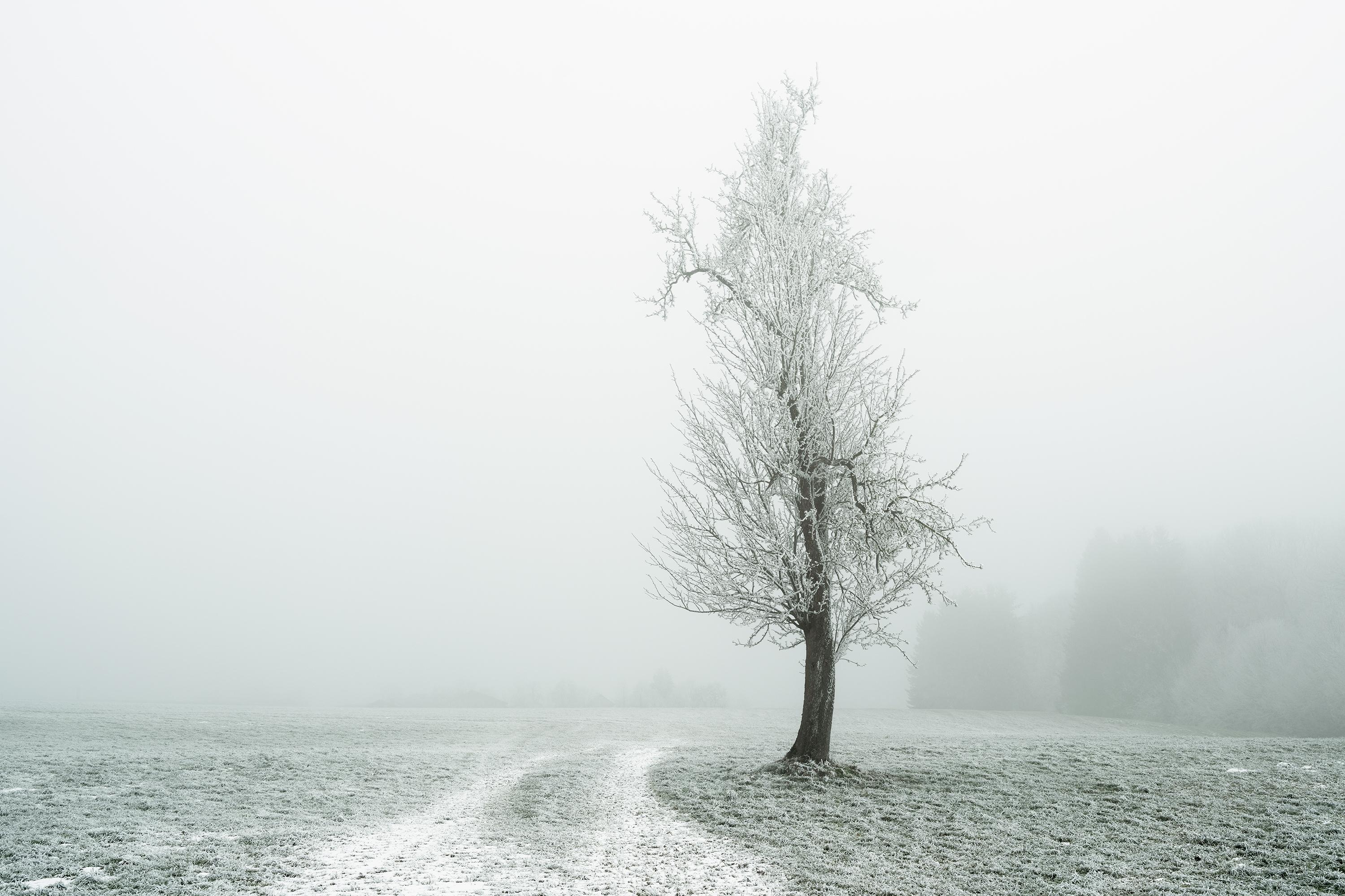 Arbre solitaire sur le sentier blanc – Autriche – Photographie couleur en édition limitée