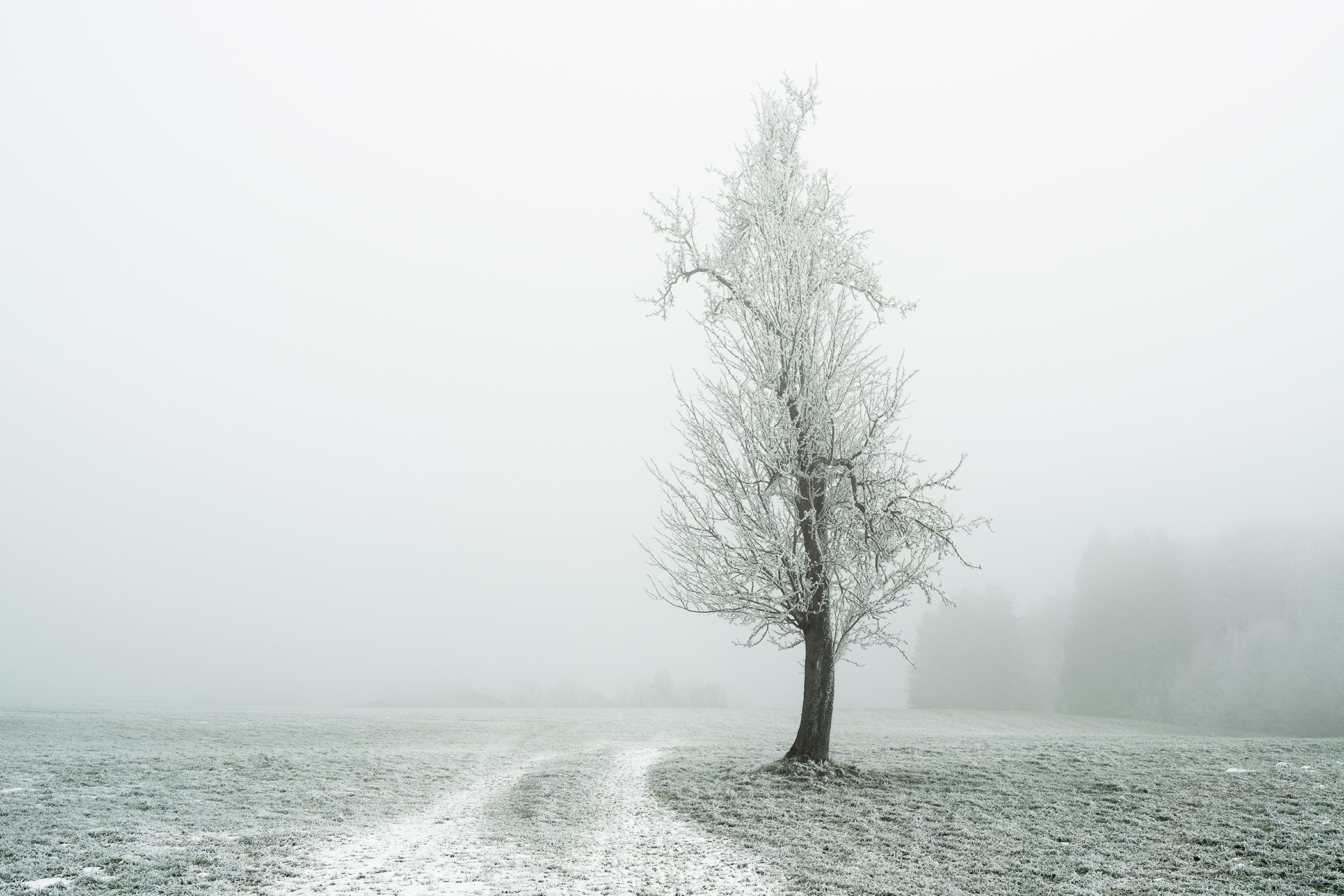 Arbre Whiting sur le chemin blanc, paysage de gel hivernal - photo de paysage en couleur