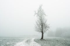 Lonely Tree on the white Path, winter frost landscape - color landscape photo