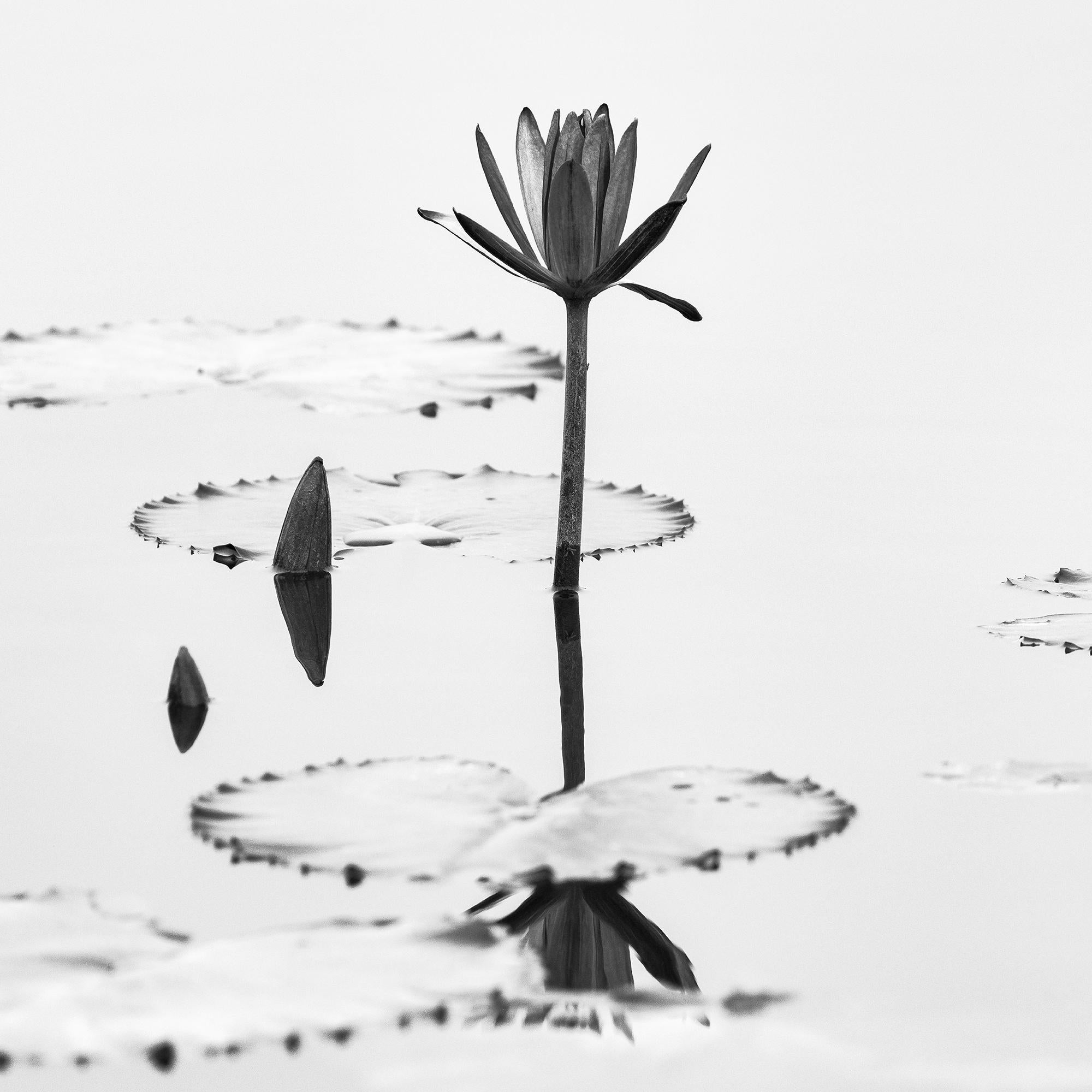 Fleur de lotus photographie végétale minimaliste monochrome édition limitée en vente 7