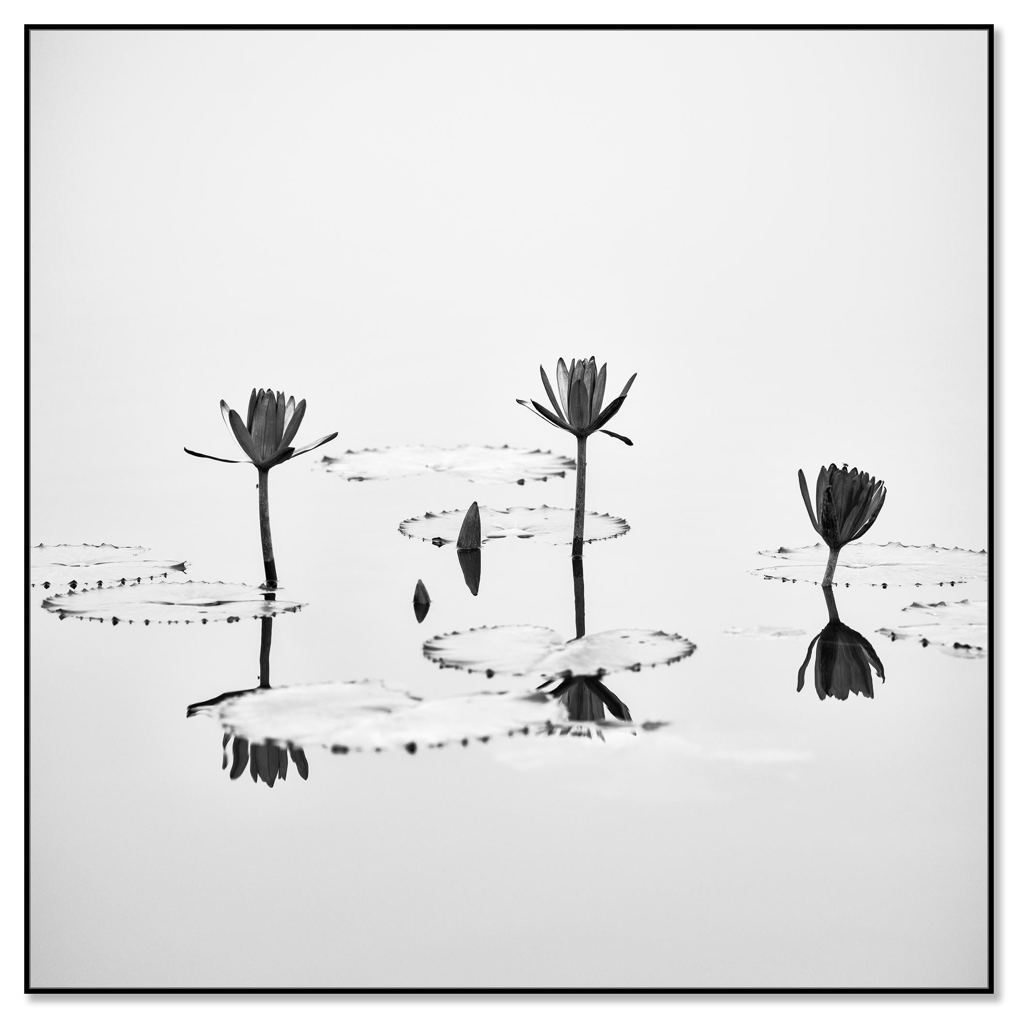 Fleur de lotus photographie végétale minimaliste monochrome édition limitée - Photograph de Gerald Berghammer