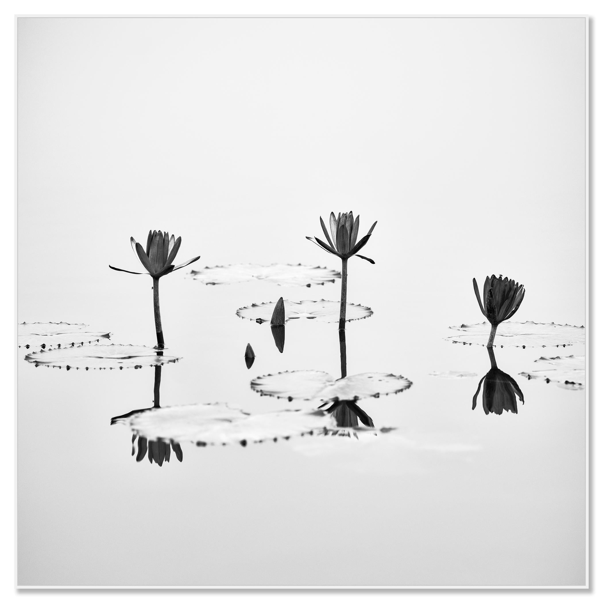 Fleur de lotus photographie végétale minimaliste monochrome édition limitée - Contemporain Photograph par Gerald Berghammer