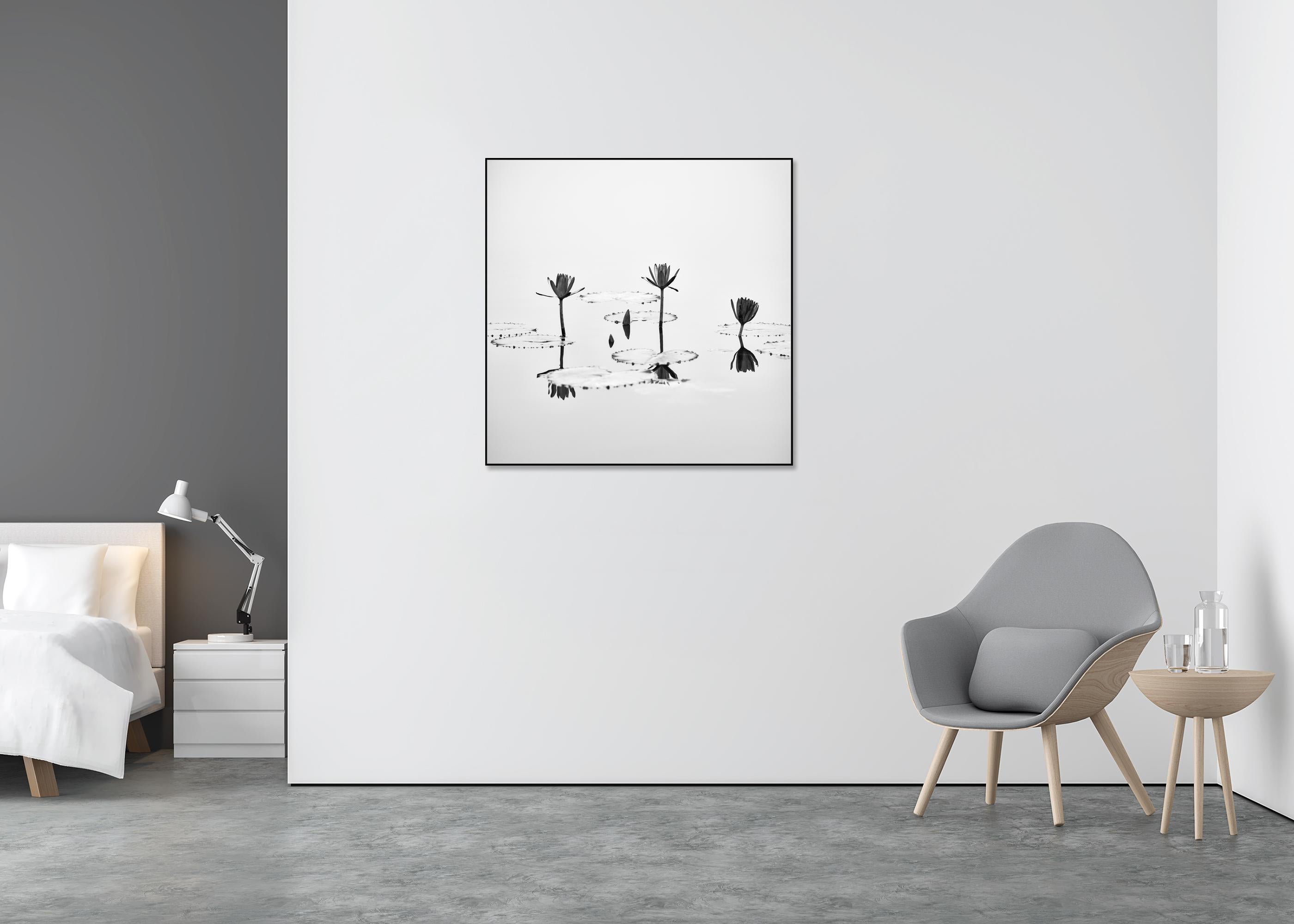 Fleur de lotus photographie végétale minimaliste monochrome édition limitée - Gris Black and White Photograph par Gerald Berghammer