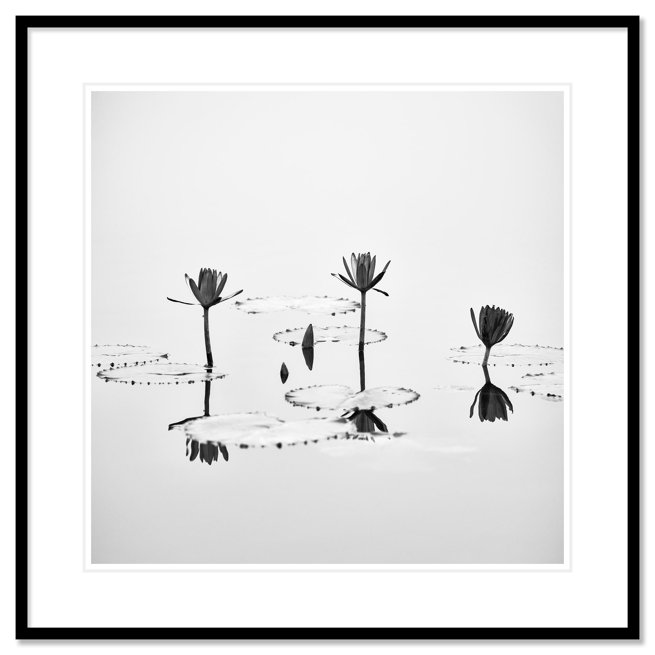 Étude de la fleur de lotus 1, Vietnam - n° 21348
Épreuve à l'encre pigmentaire d'archives, édition de 7 exemplaires. Signée, titrée, datée et numérotée par l'artiste. Certificat d'authenticité inclus. Imprimé avec une bordure blanche de 4 cm.

40 x