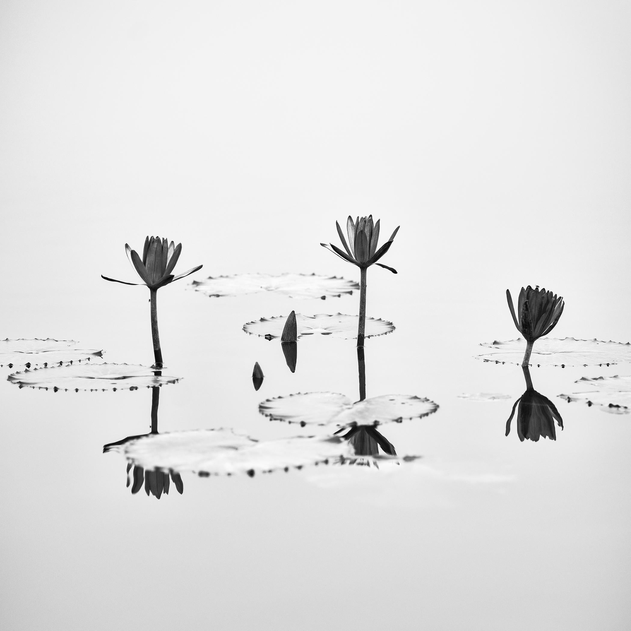 Black and White Photograph Gerald Berghammer - Fleur de lotus photographie végétale minimaliste monochrome édition limitée