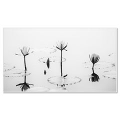 Lotus Flower Panorama - seascape, minimalist flower - Vietnam - limited edition