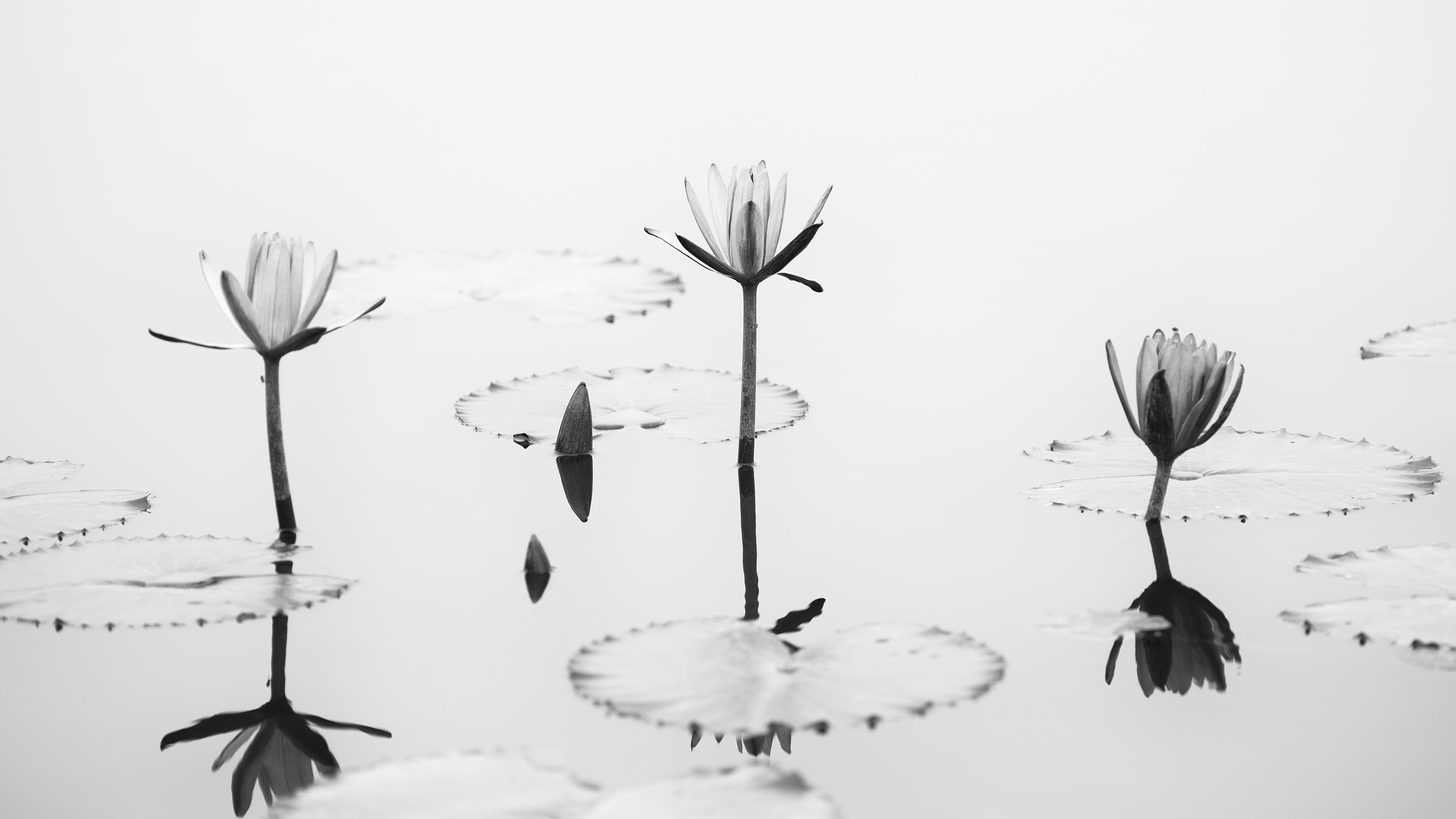 Lotus Flowers on Still Water, Vietnam – Minimalist Black and White Photograph