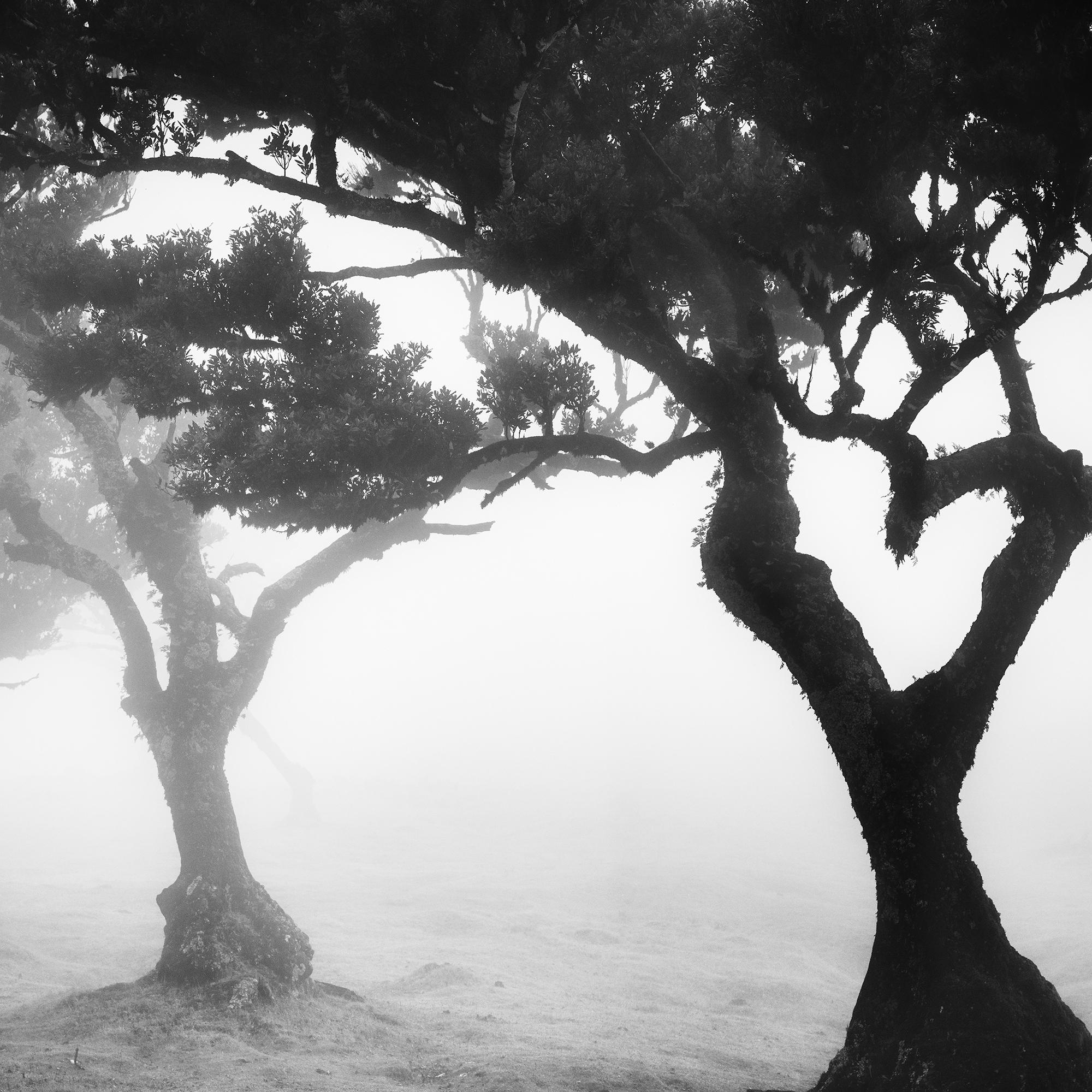Love in the mist Forest, Portugal, Schwarz-Weiß-Fotografie der bildenden Kunst im Angebot 6