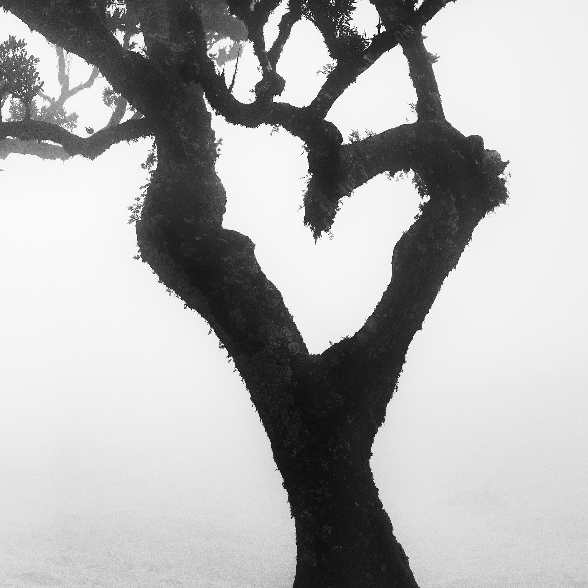 Love in the mist Forest, Portugal, Schwarz-Weiß-Fotografie der bildenden Kunst im Angebot 7