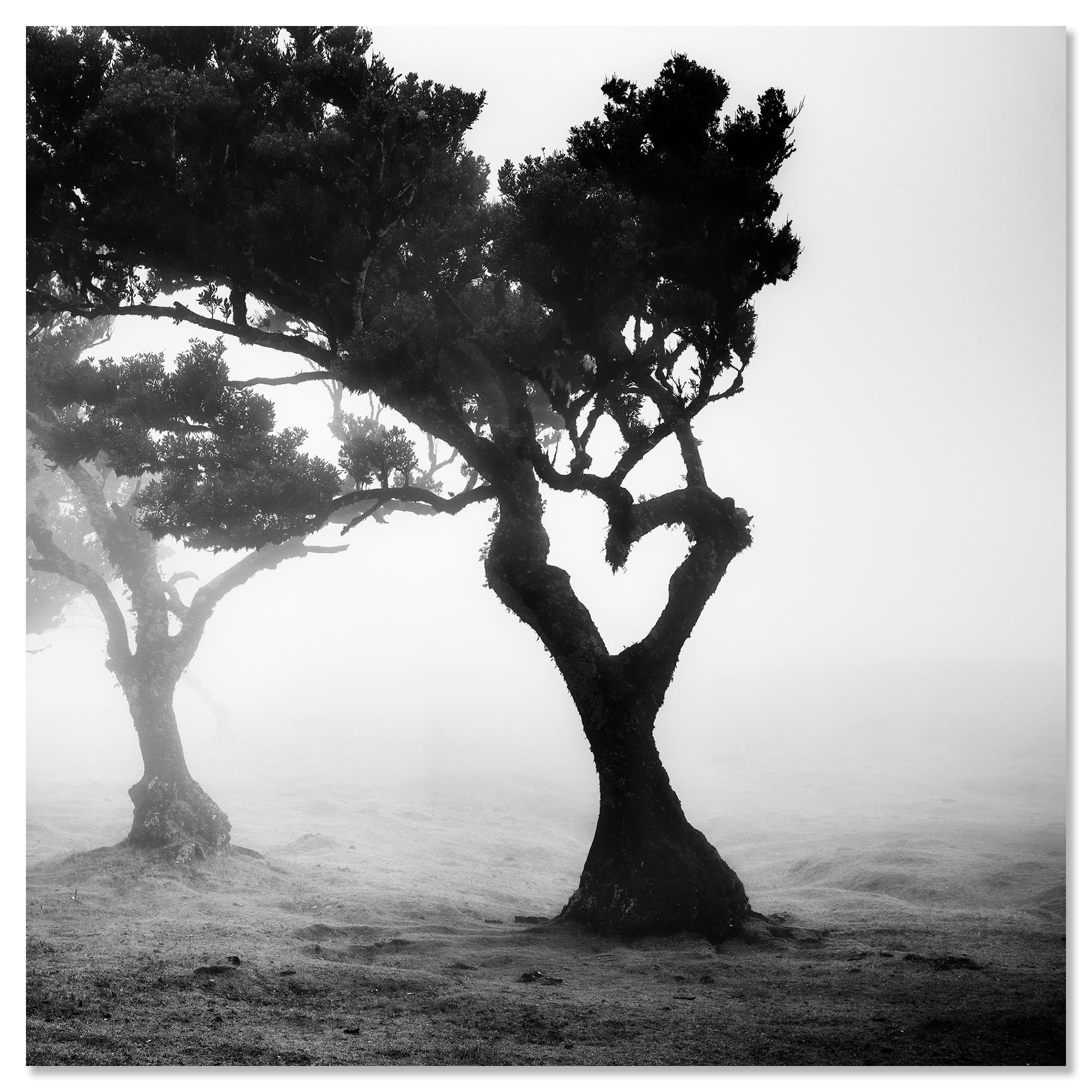 Love in the mist Forest, Portugal, Schwarz-Weiß-Fotografie der bildenden Kunst im Angebot 3