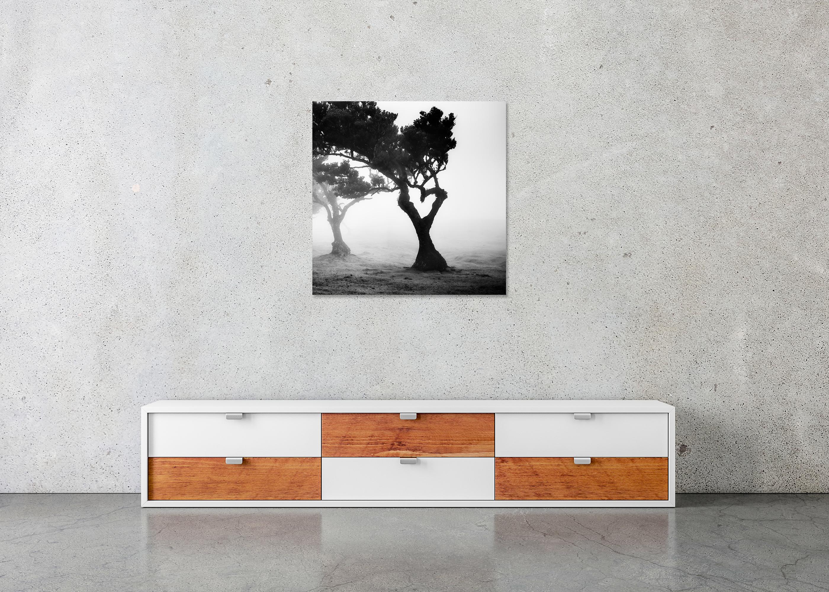 Love in the mist Forest, Portugal, Schwarz-Weiß-Fotografie der bildenden Kunst im Angebot 4