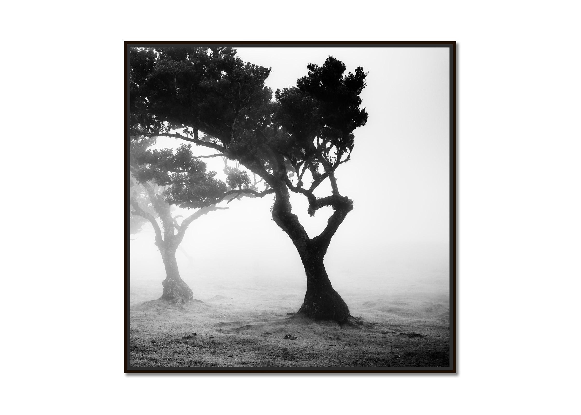 Love in the mist Forest, Portugal, black and white fineart landscape photography - Photograph by Gerald Berghammer