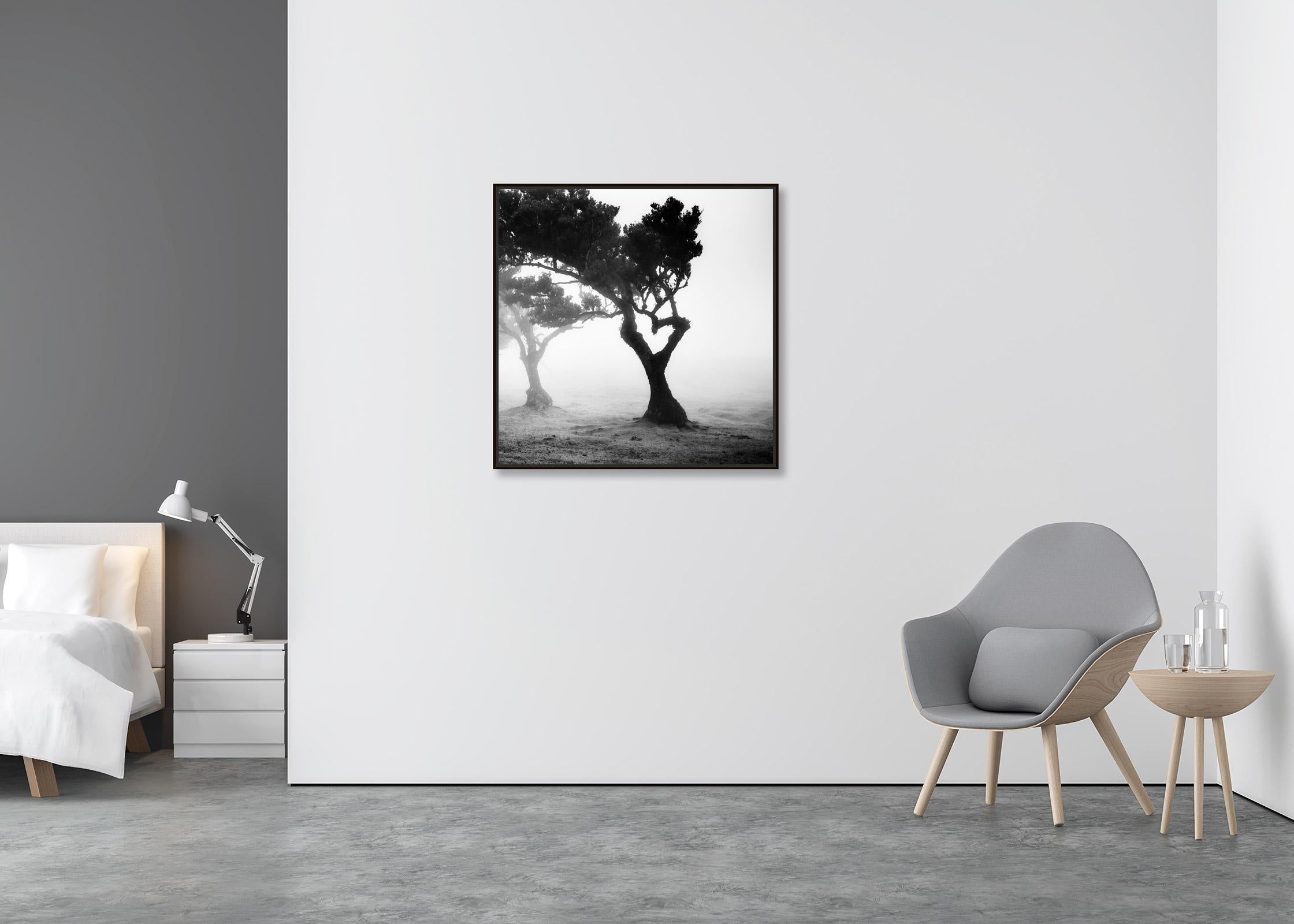 Love in the mist Forest, Portugal, black and white fineart landscape photography - Contemporary Photograph by Gerald Berghammer
