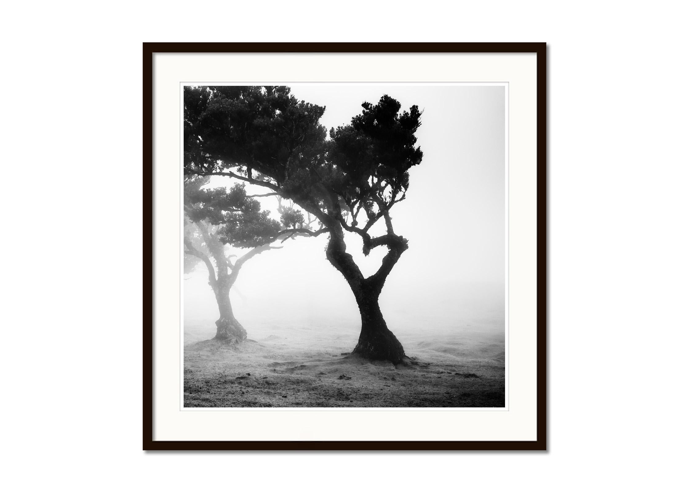 Love in the mist Forest, Portugal, black and white fineart landscape photography - Gray Black and White Photograph by Gerald Berghammer