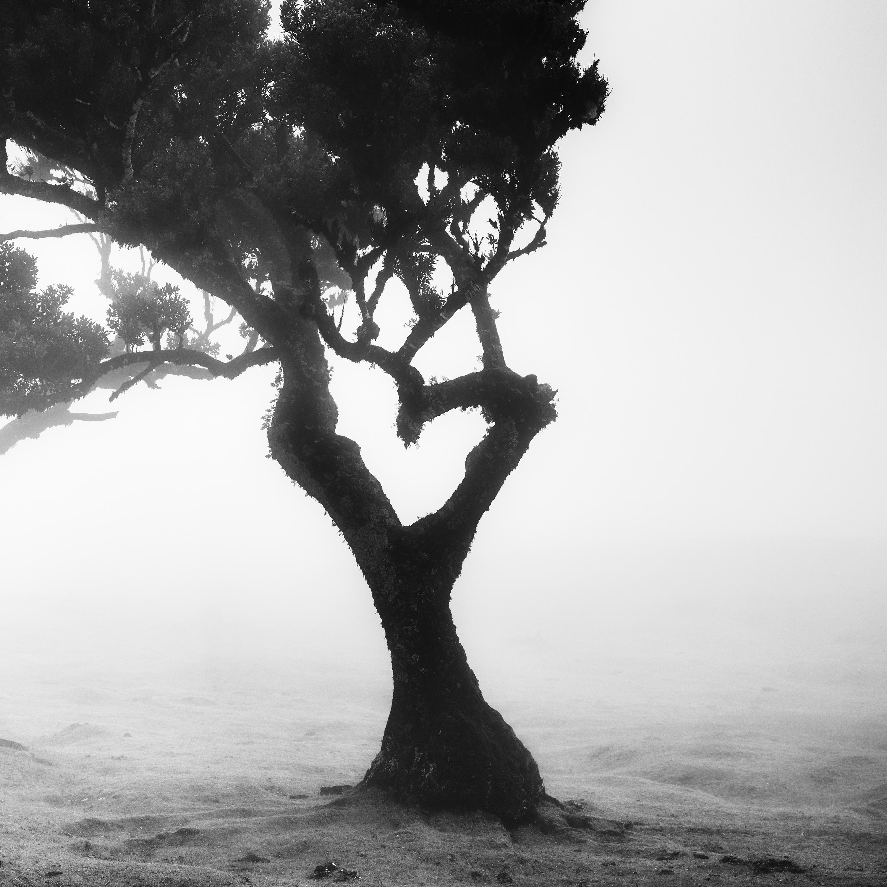 Love in the mist Forest, Portugal, black and white fineart landscape photography For Sale 3