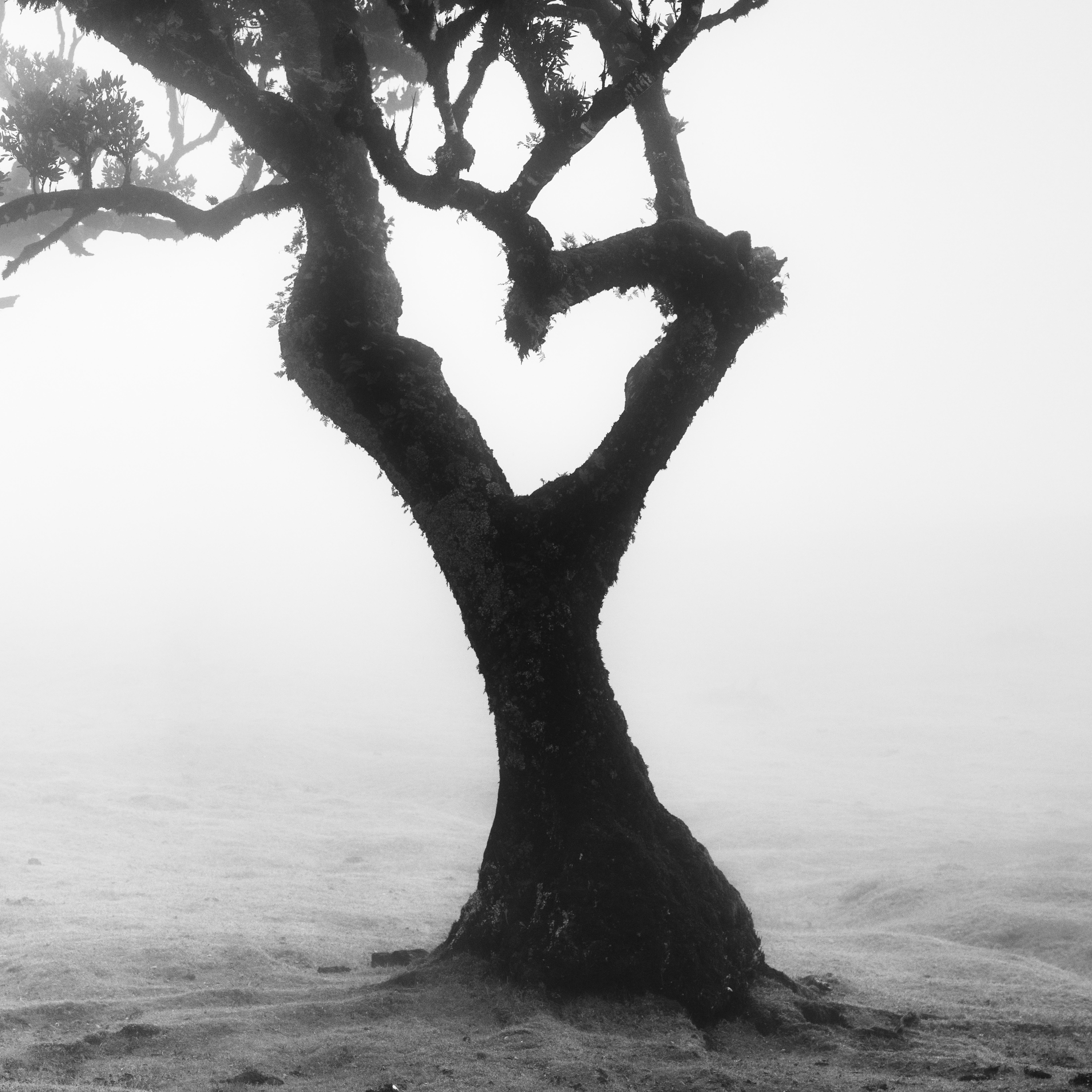 Love in the mist Forest, Portugal, black and white fineart landscape photography For Sale 4