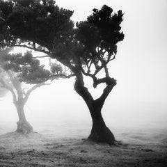 Love in the mist Forest, Portugal, Schwarz-Weiß-Fotografie der bildenden Kunst