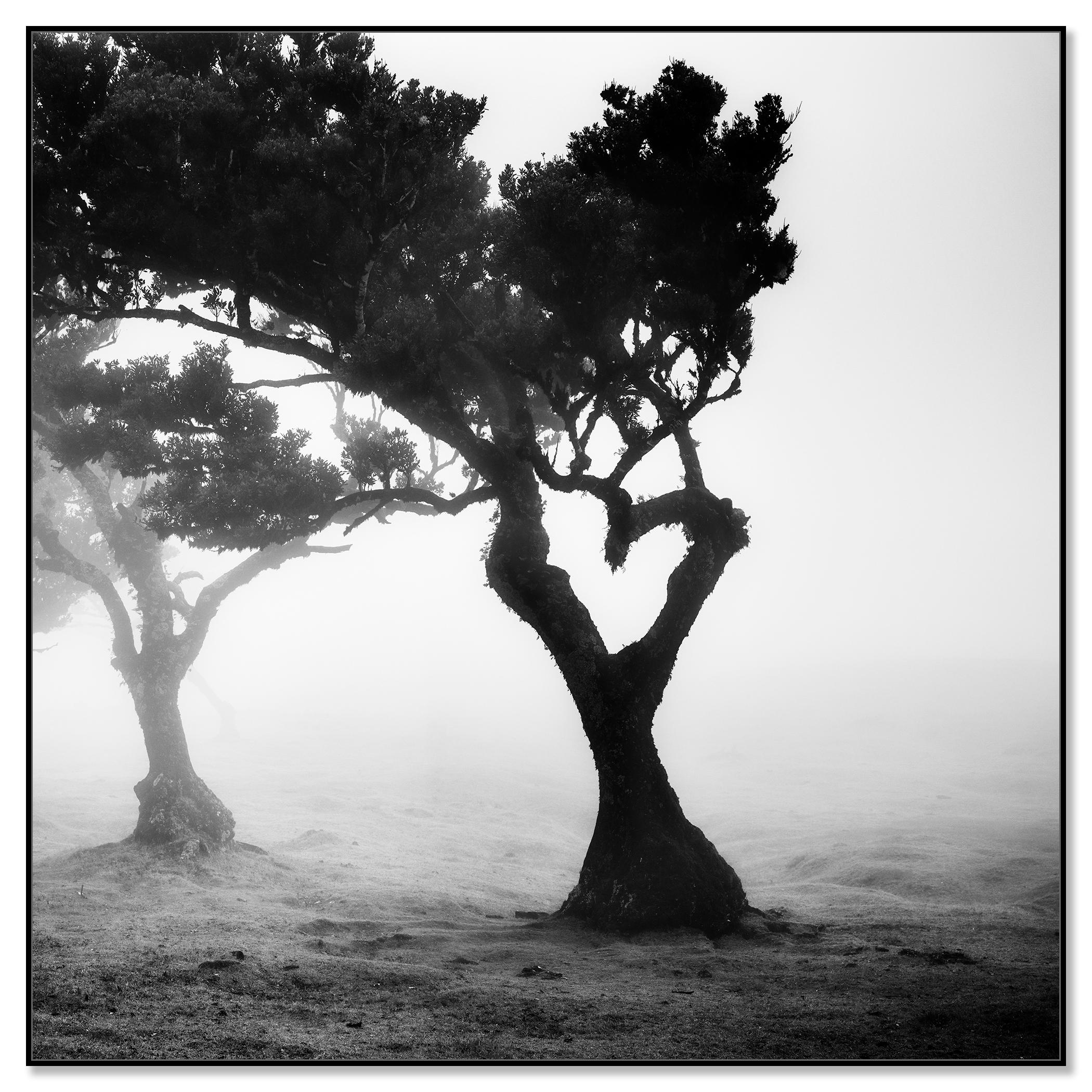 Love in the mist Forest, Portugal, Schwarz-Weiß-Fotografie der bildenden Kunst – Photograph von Gerald Berghammer