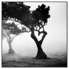 Amore nella foresta di nebbia, fotografia minimalista, paesaggio, stampa in edizione limitata