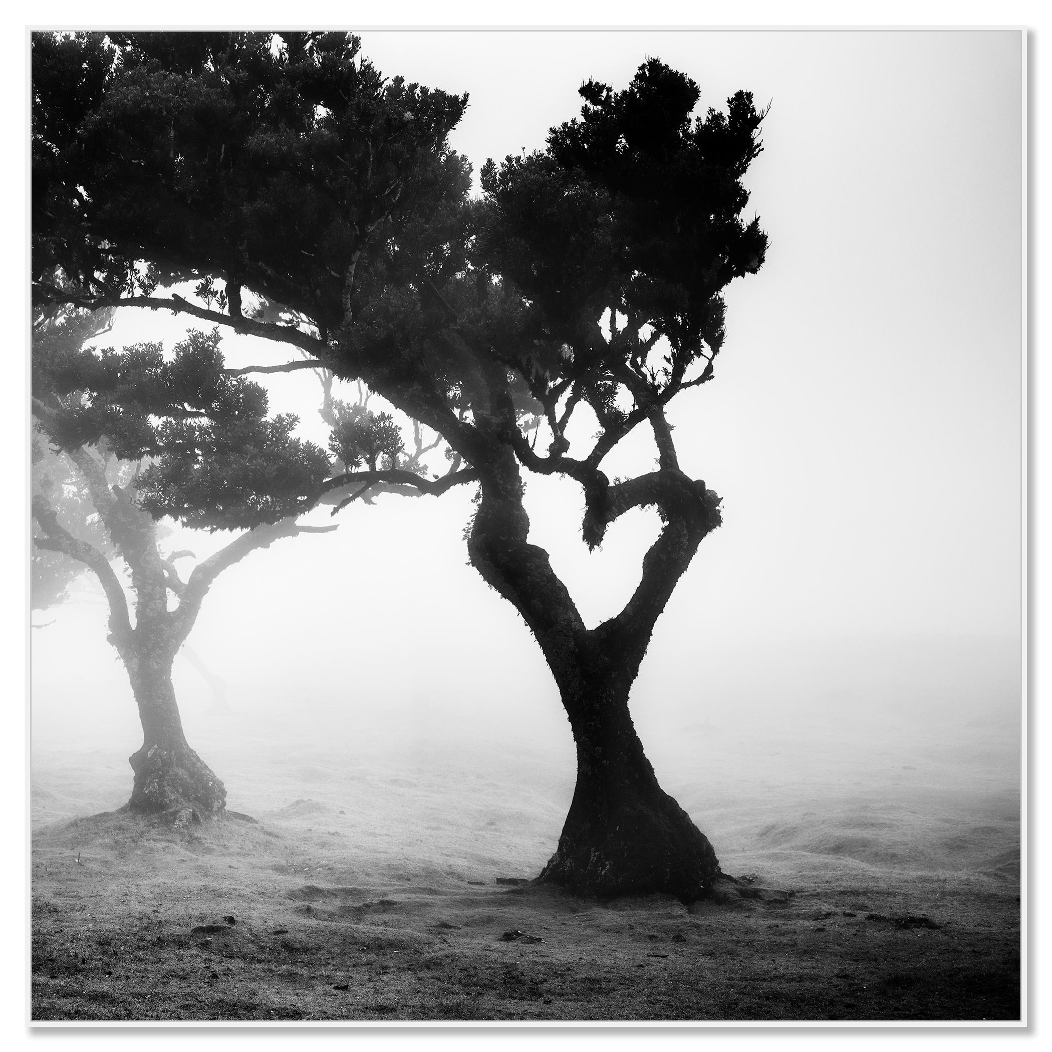Love in the mist Forest, Portugal, Schwarz-Weiß-Fotografie der bildenden Kunst (Zeitgenössisch), Photograph, von Gerald Berghammer