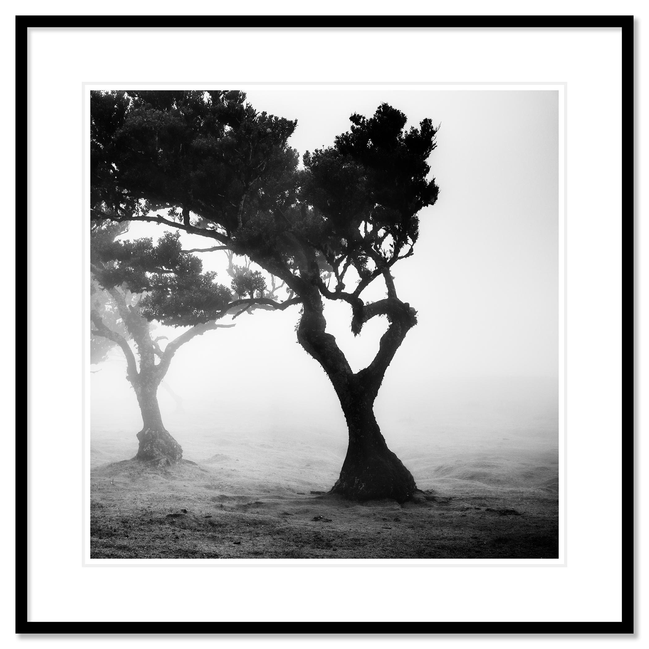 Schwarz-Weiß-Fotografie mit Langzeitbelichtung von Wasserlandschaften. Baum in Herzform im Märchenwald im Nebel auf der schönen Insel Madeira. Pigmenttintendruck, Auflage 7, signiert, betitelt, datiert und nummeriert vom Künstler. Mit