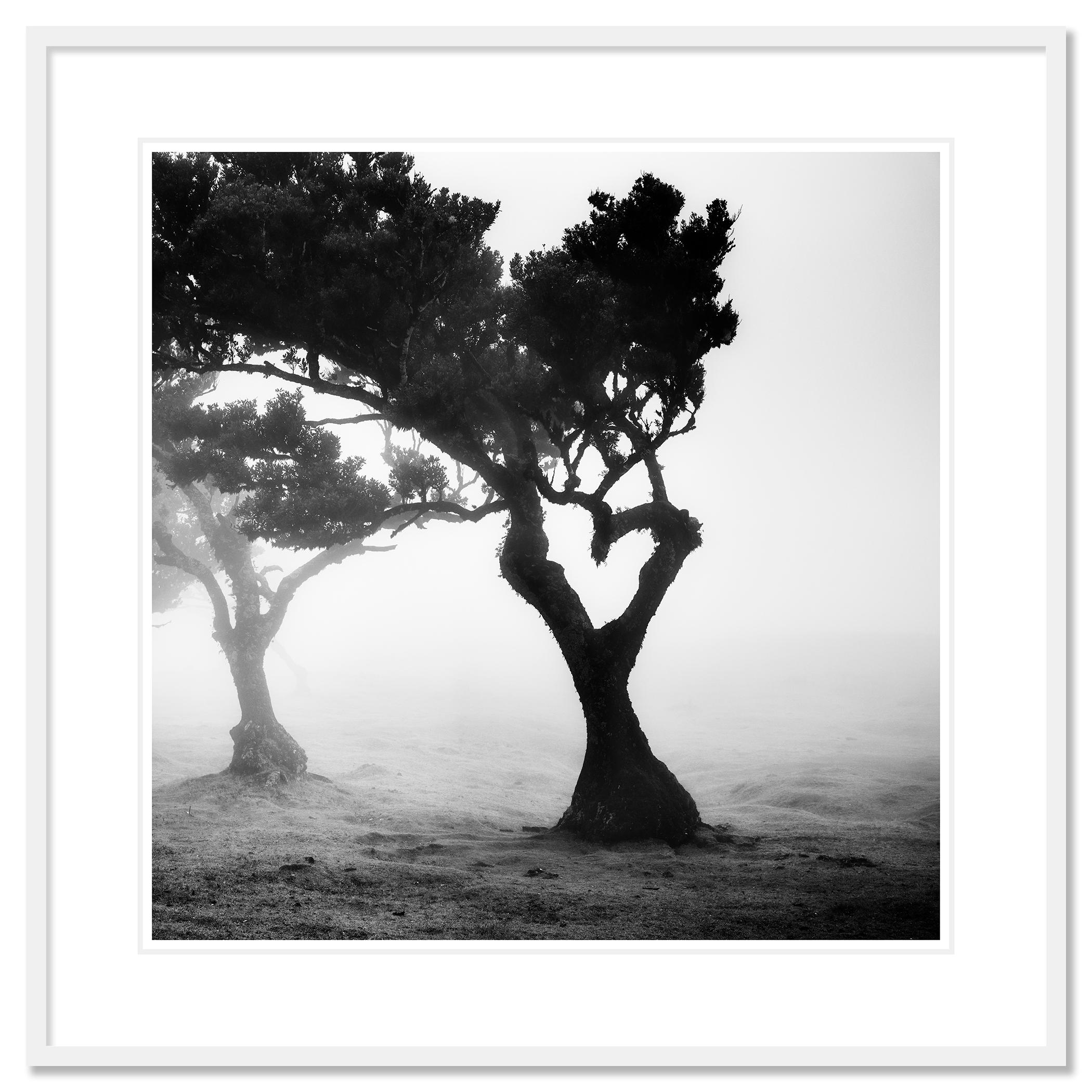 Love in the mist Forest, Portugal, Schwarz-Weiß-Fotografie der bildenden Kunst im Angebot 1