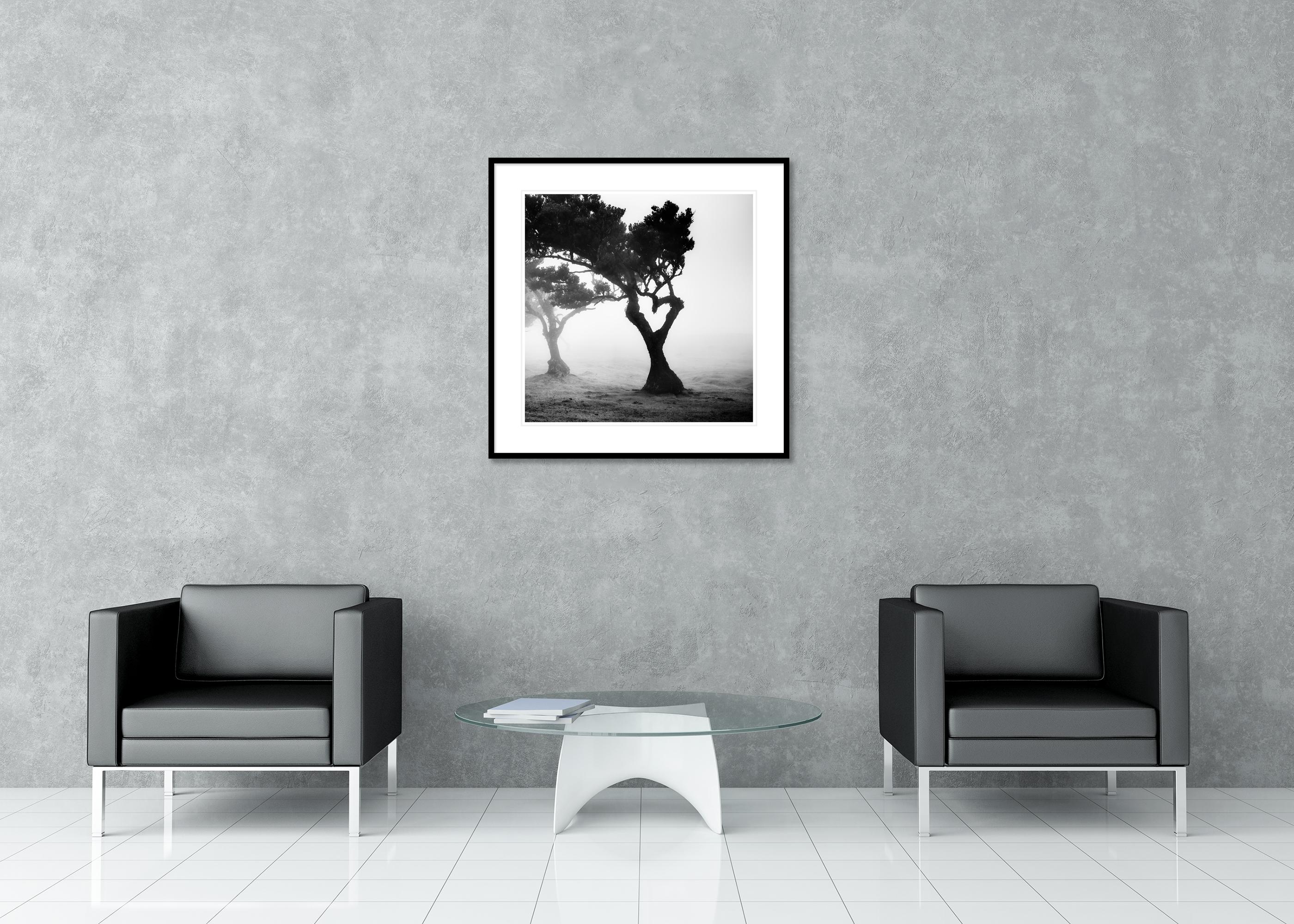 Love in the mist Forest, Portugal, Schwarz-Weiß-Fotografie der bildenden Kunst im Angebot 2