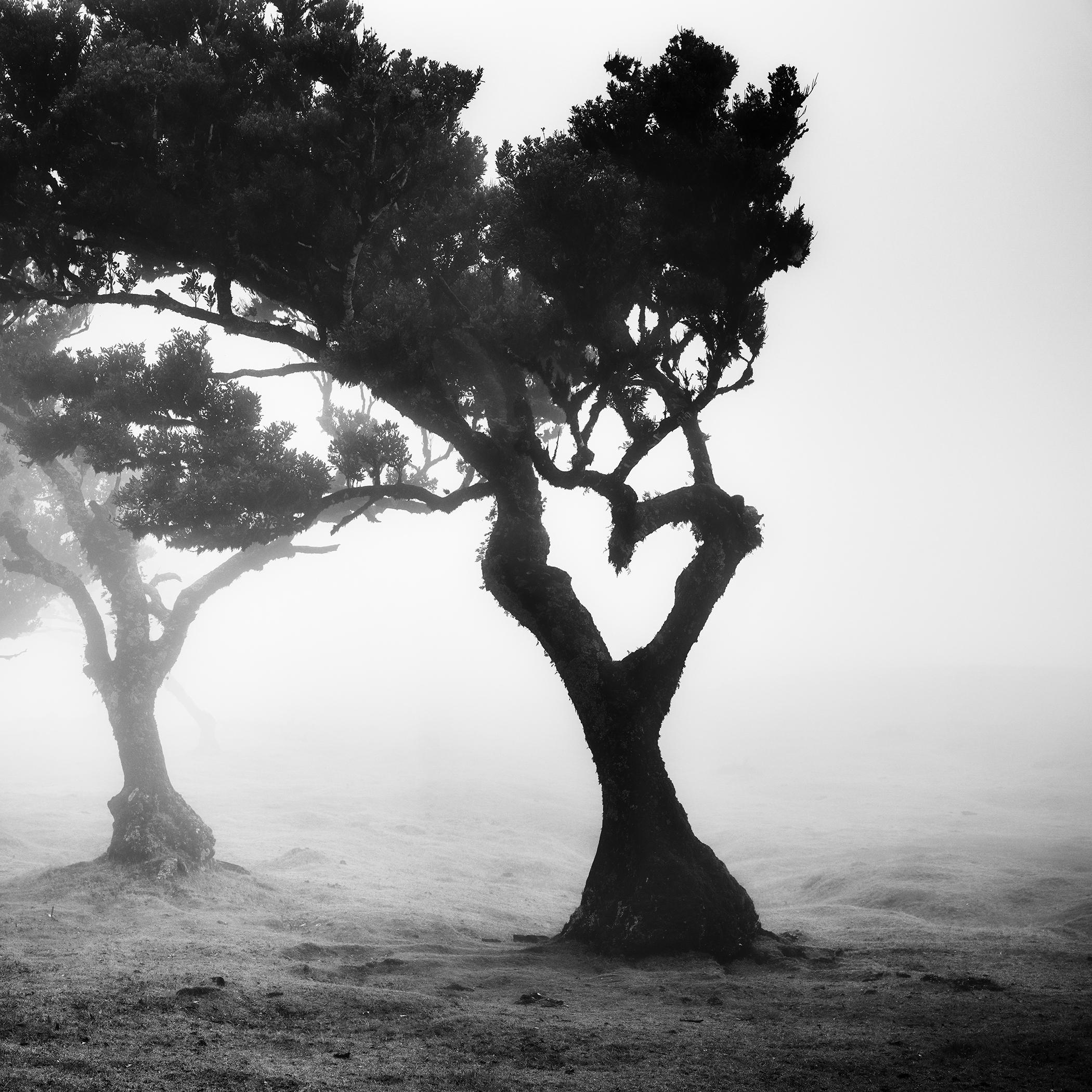 Gerald Berghammer Black and White Photograph – Love in the mist Forest, Portugal, Schwarz-Weiß-Fotografie der bildenden Kunst