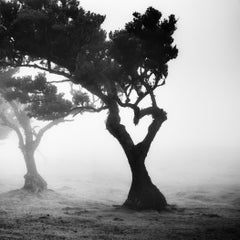 Amore nella foresta di nebbia, Portogallo, fotografia paesaggistica in bianco e nero