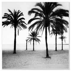 Fotografia minimalista di paesaggio costiero con palme, Maiorca, bianco e nero