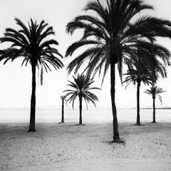 Fotografia minimalista di paesaggio costiero con palme, Maiorca, bianco e nero