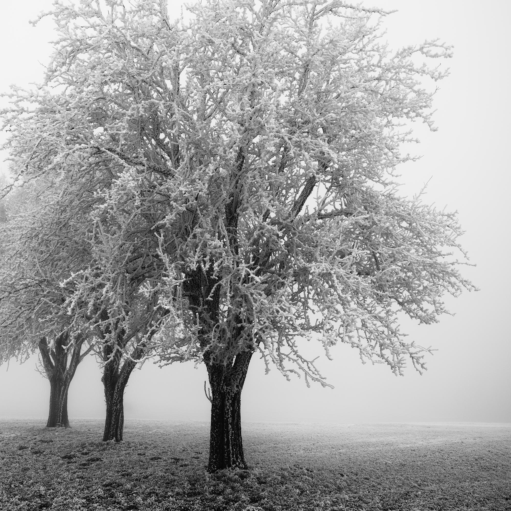 Paesaggio minimalista, alberi di mele ghiacciati, mattina gelida, Austria in vendita 6