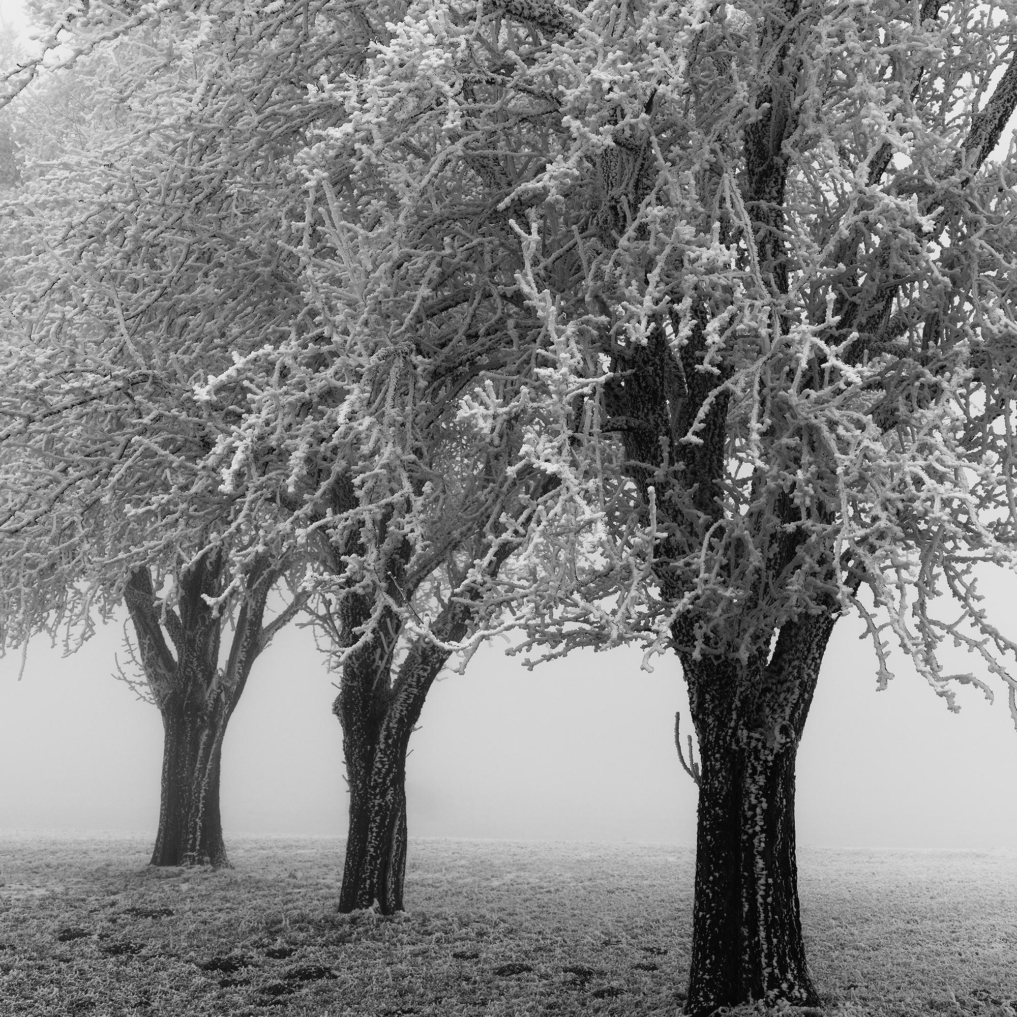 Paesaggio minimalista, alberi di mele ghiacciati, mattina gelida, Austria in vendita 7