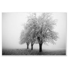 Frozen Apple Trees on a Frosty Morning – Minimalist Black and White Landscape