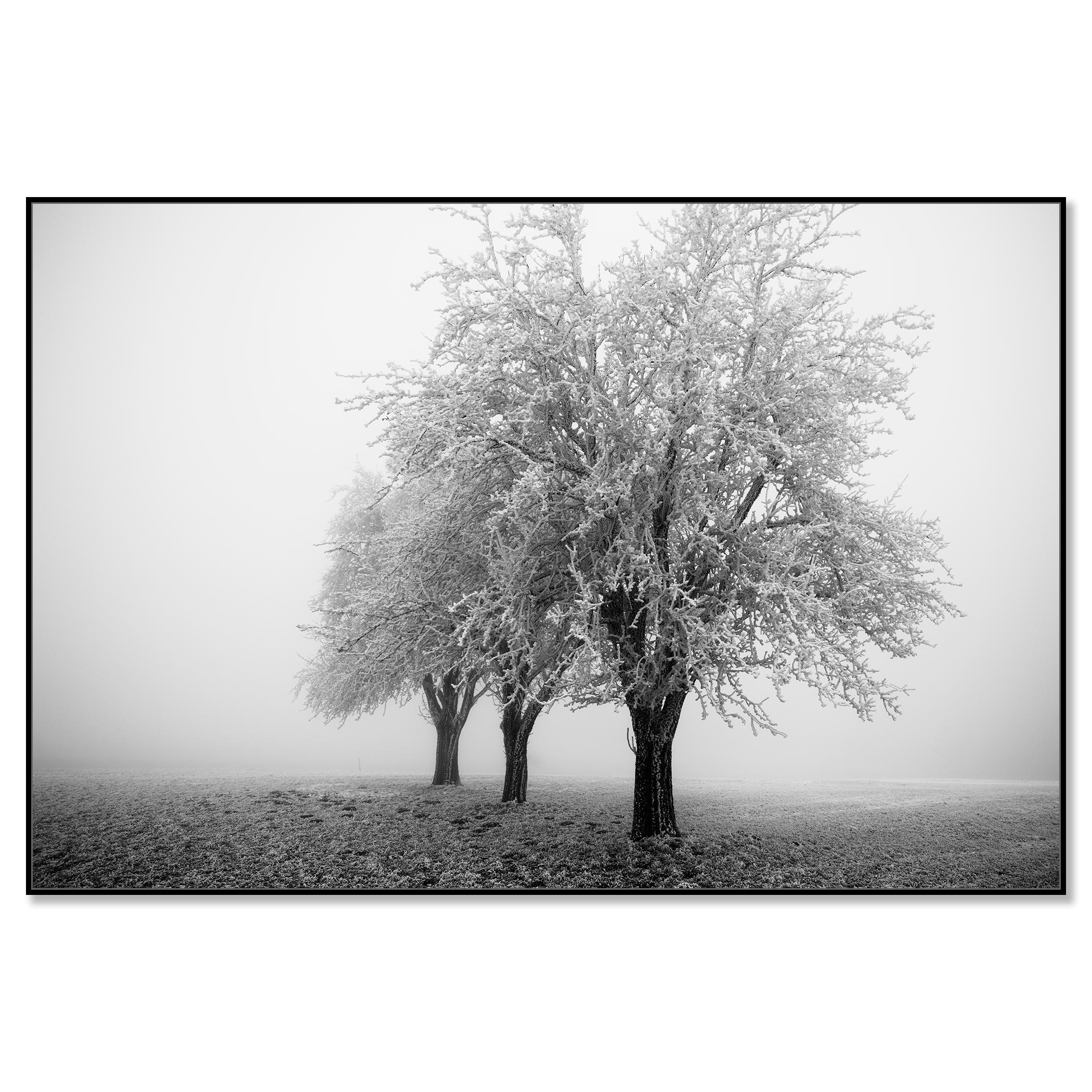Paesaggio minimalista, alberi di mele ghiacciati, mattina gelida, Austria - Photograph Contemporaneo di Gerald Berghammer