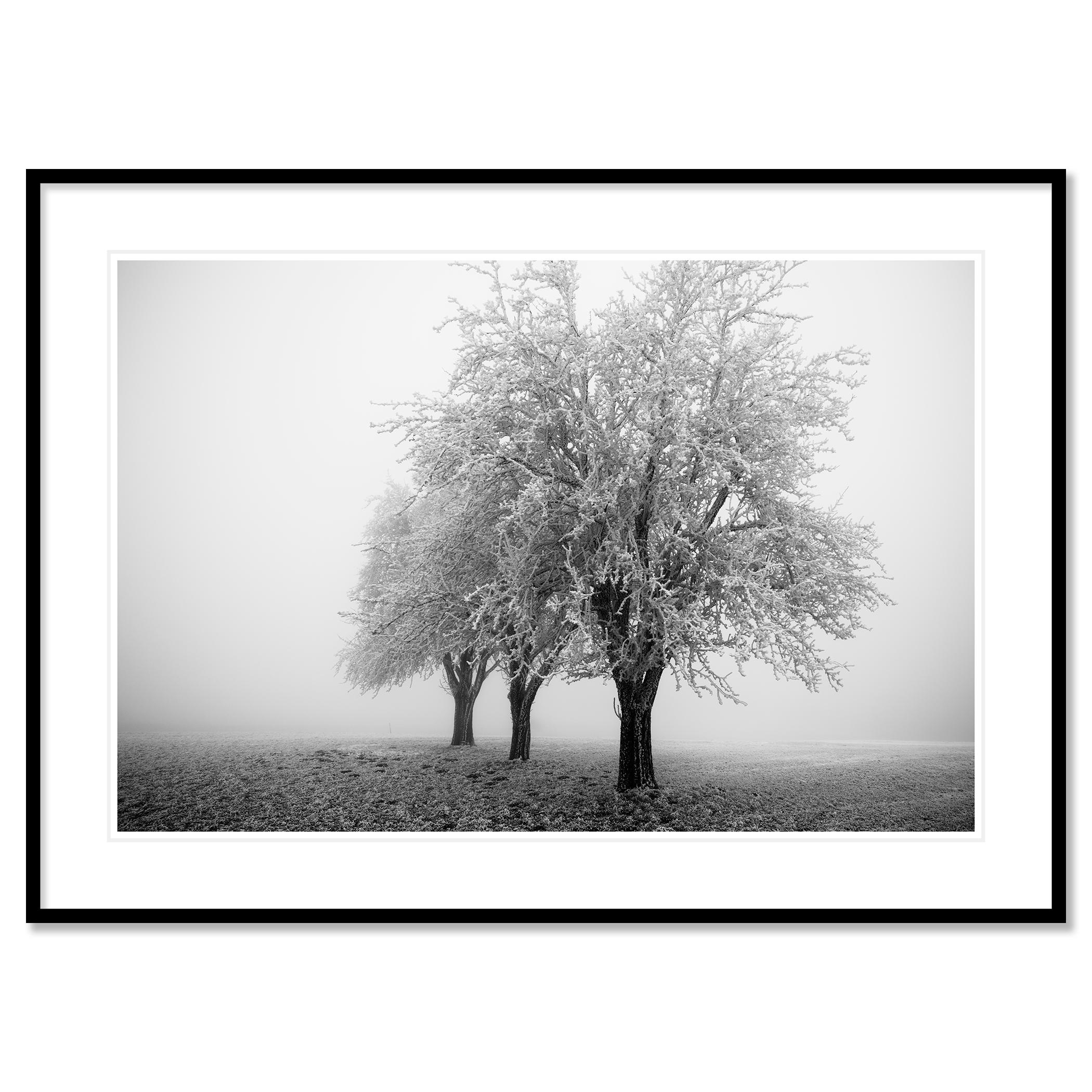 Paesaggio minimalista, alberi di mele ghiacciati, mattina gelida, Austria in vendita 1